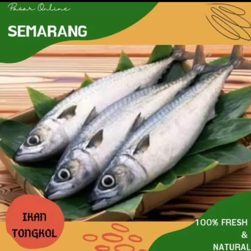 Ikan Tongkol bersih